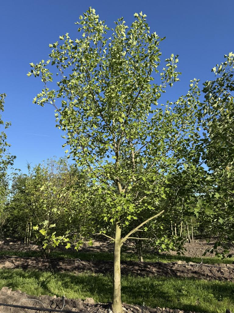Liriodendron tulipifera