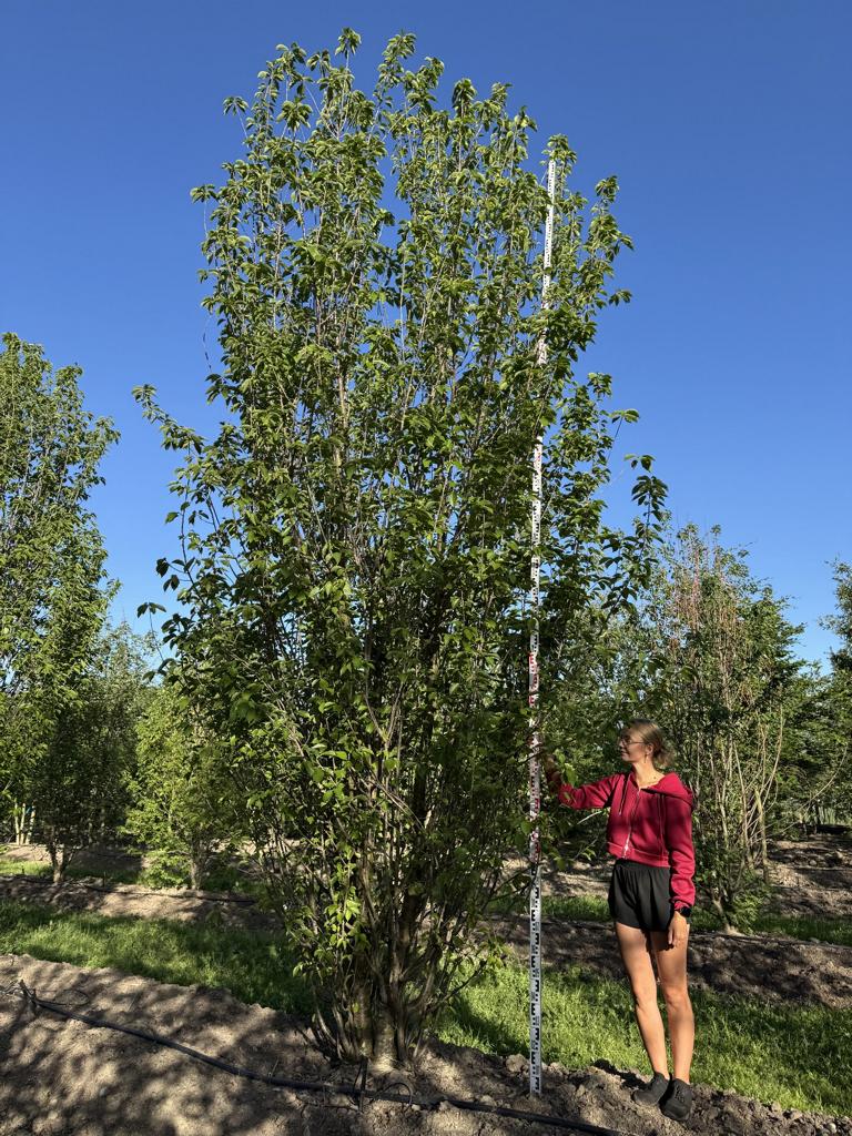 Prunus avium