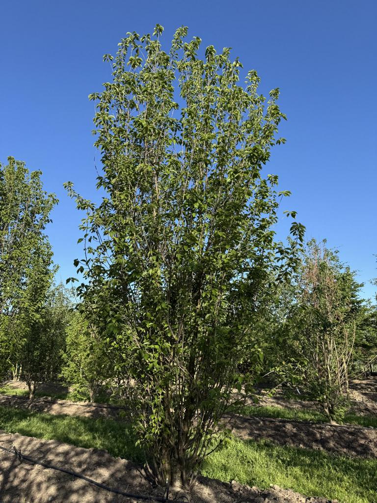 Prunus avium