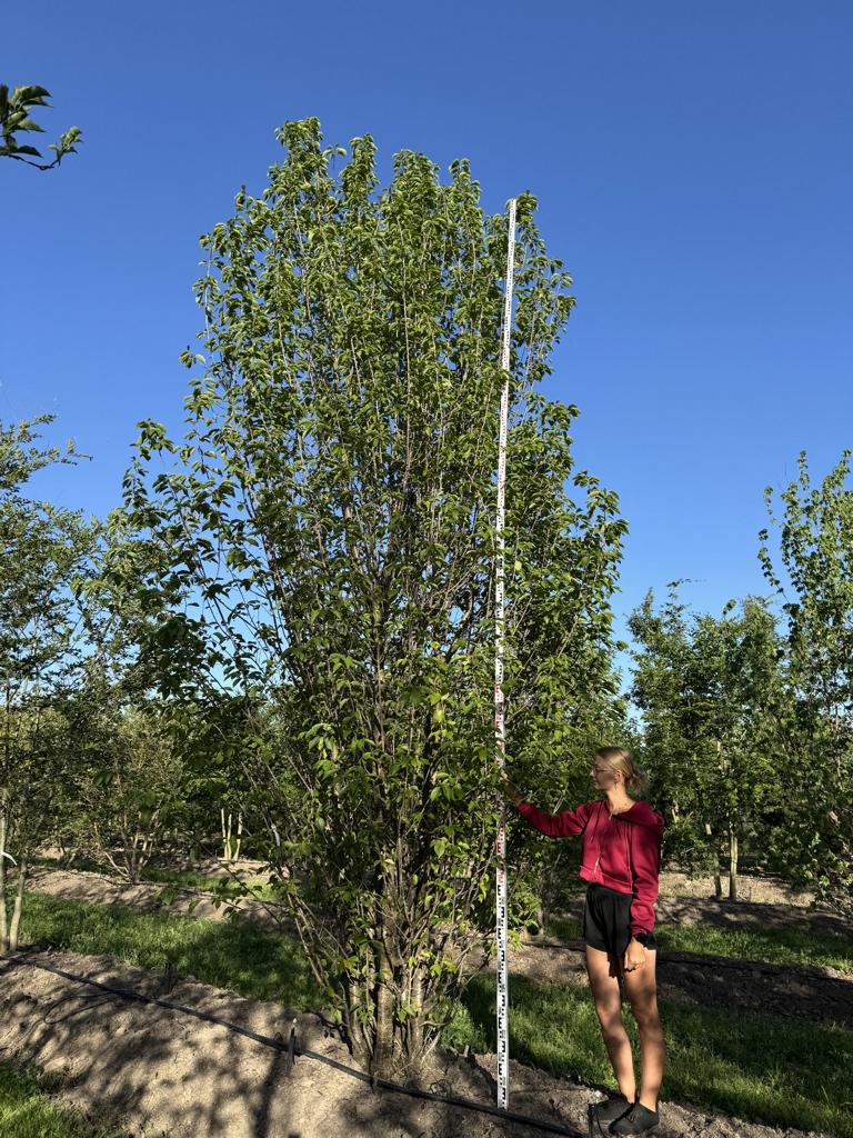 Prunus avium