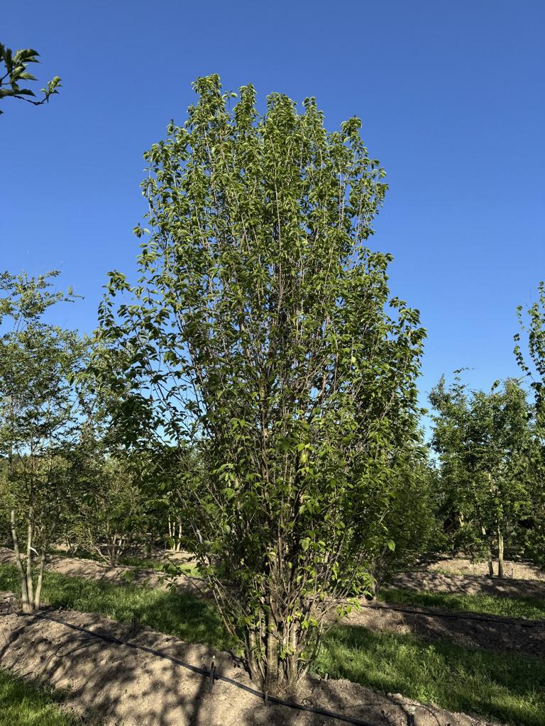 Prunus avium