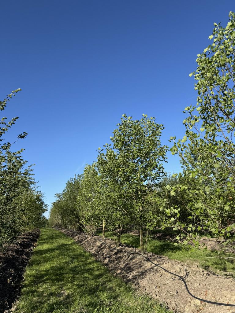 Prunus avium