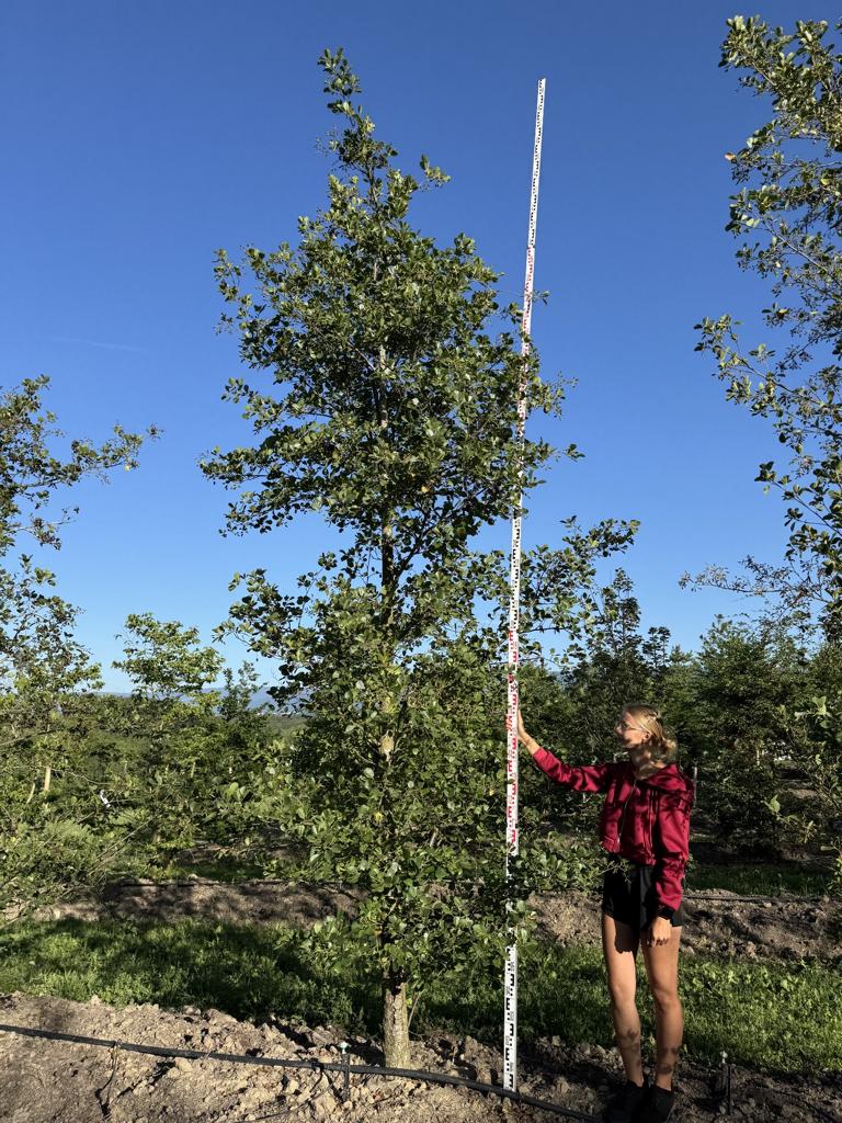 Alnus glutinosa
