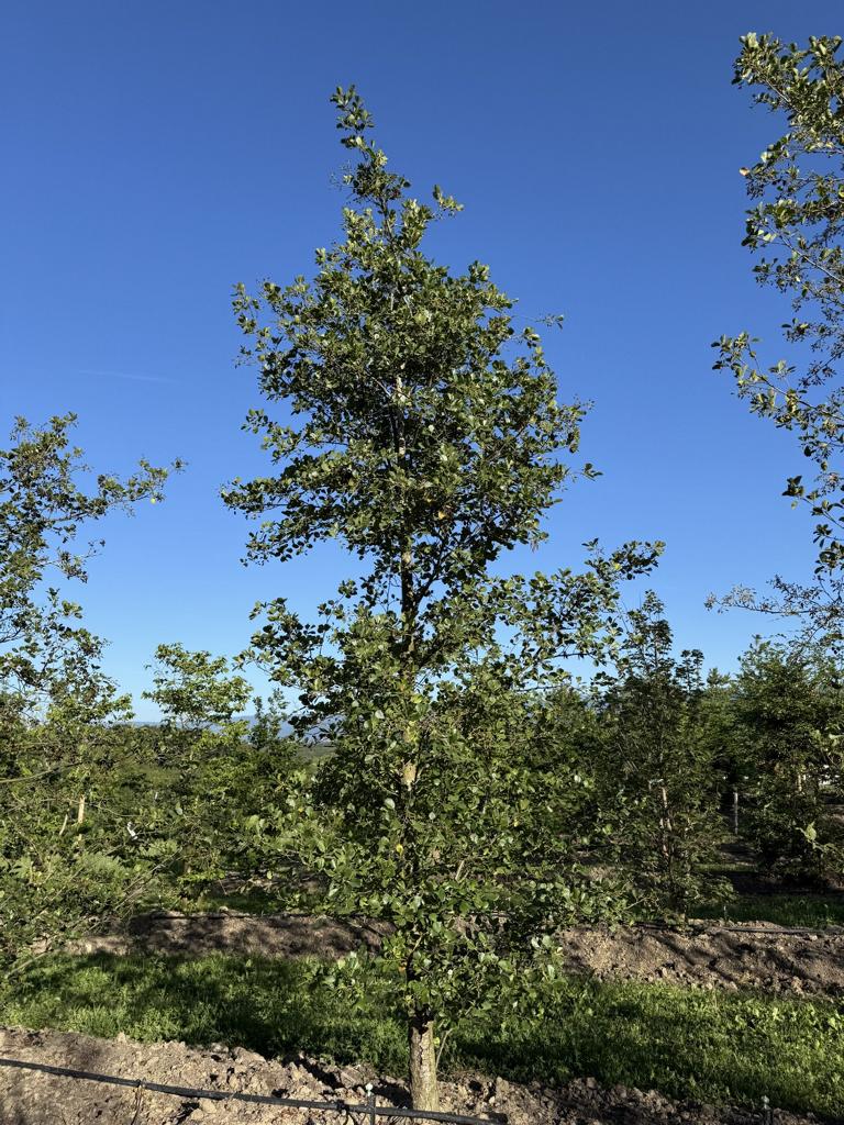 Alnus glutinosa