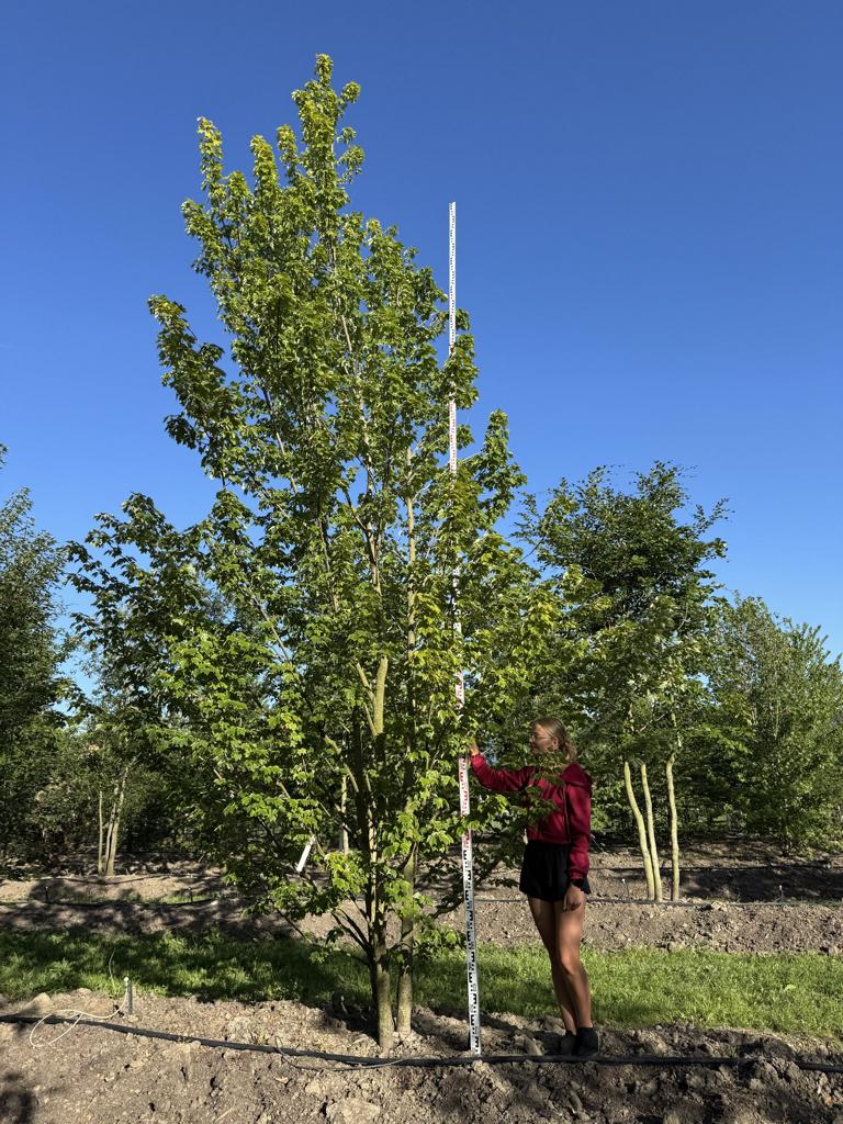 Acer rubrum