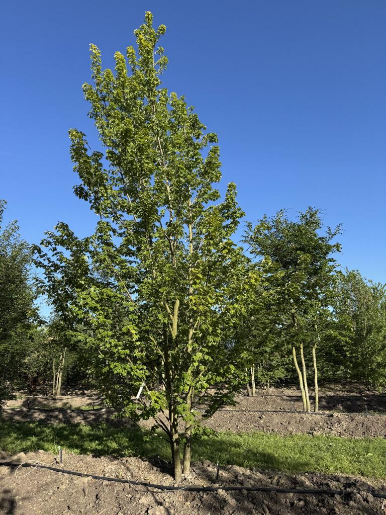 Acer rubrum