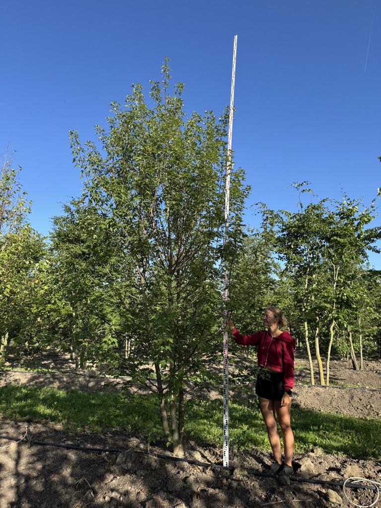 Acer rubrum