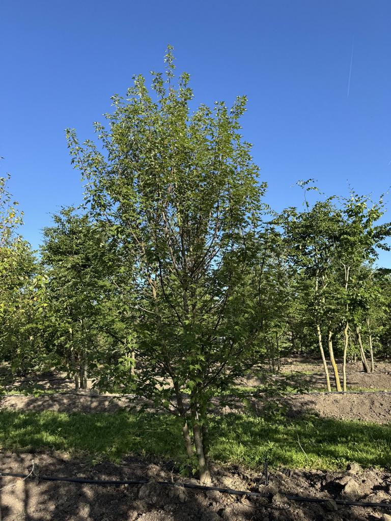 Acer rubrum