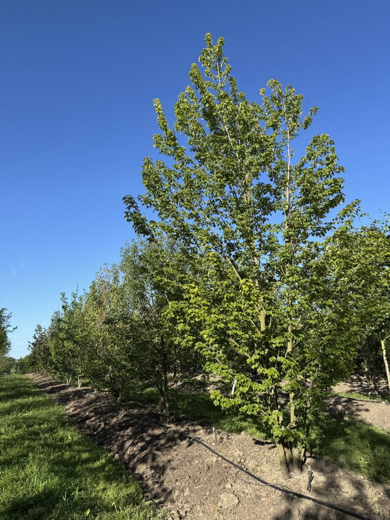 Acer rubrum
