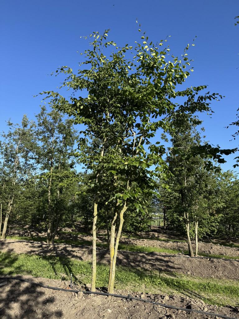 Fagus sylvatica