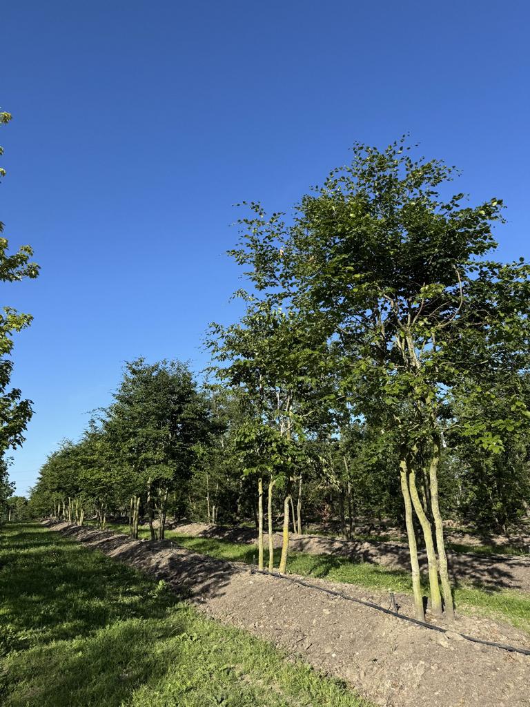Fagus sylvatica