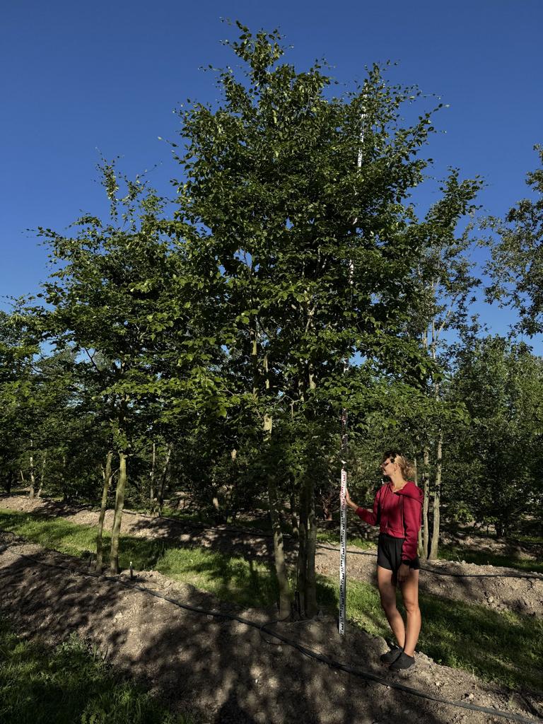 Fagus sylvatica