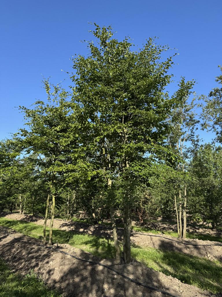 Fagus sylvatica