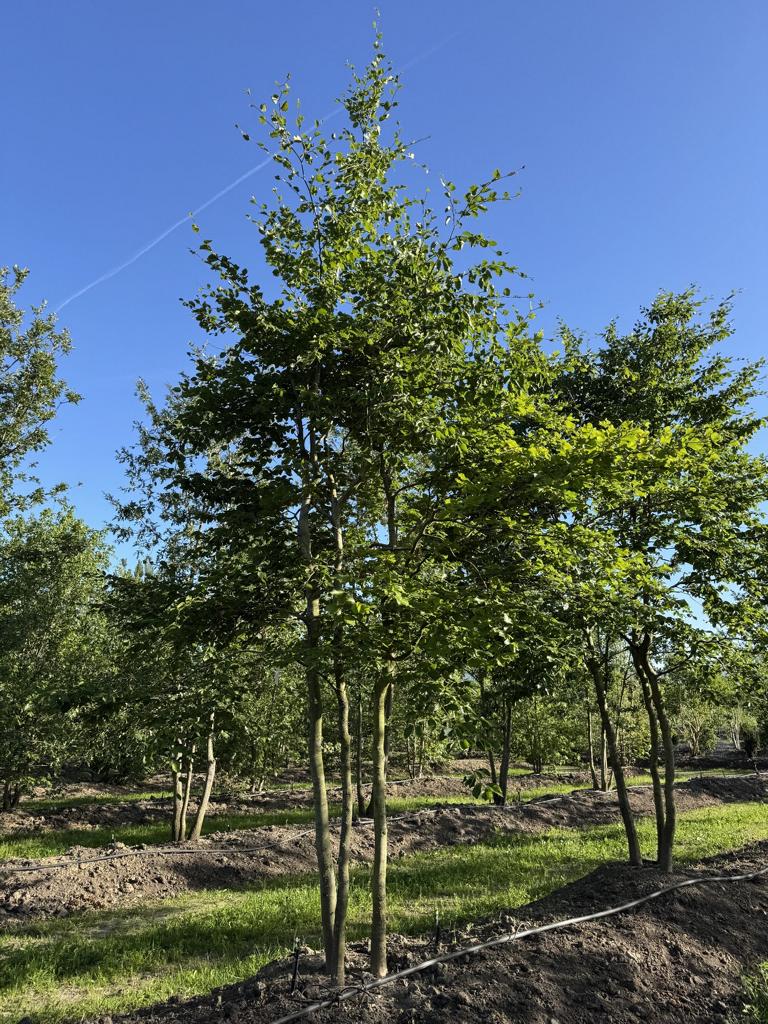 Fagus sylvatica