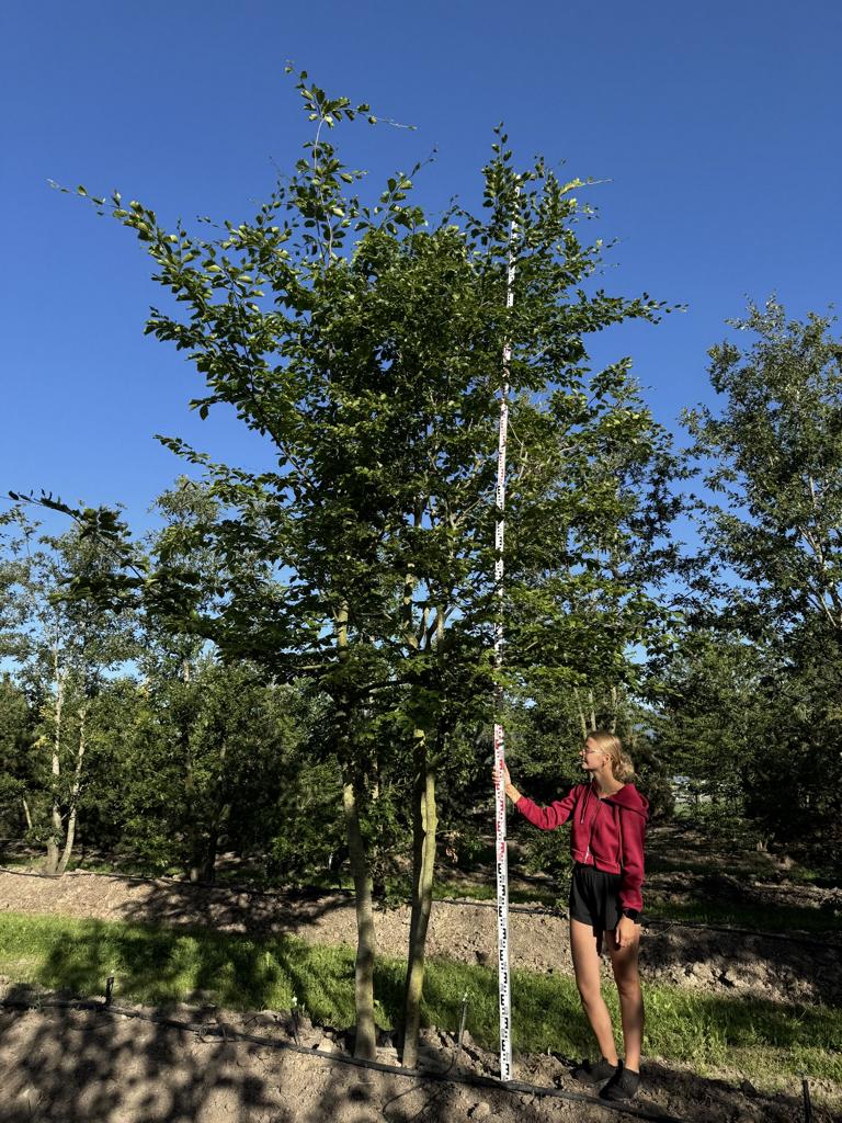 Fagus sylvatica