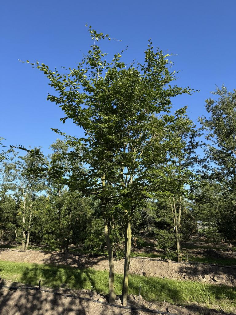 Fagus sylvatica