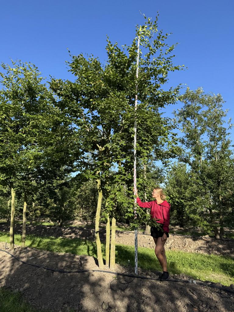 Fagus sylvatica
