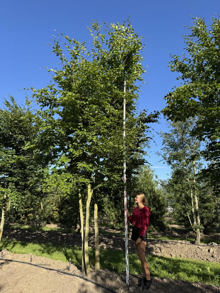 Fagus sylvatica