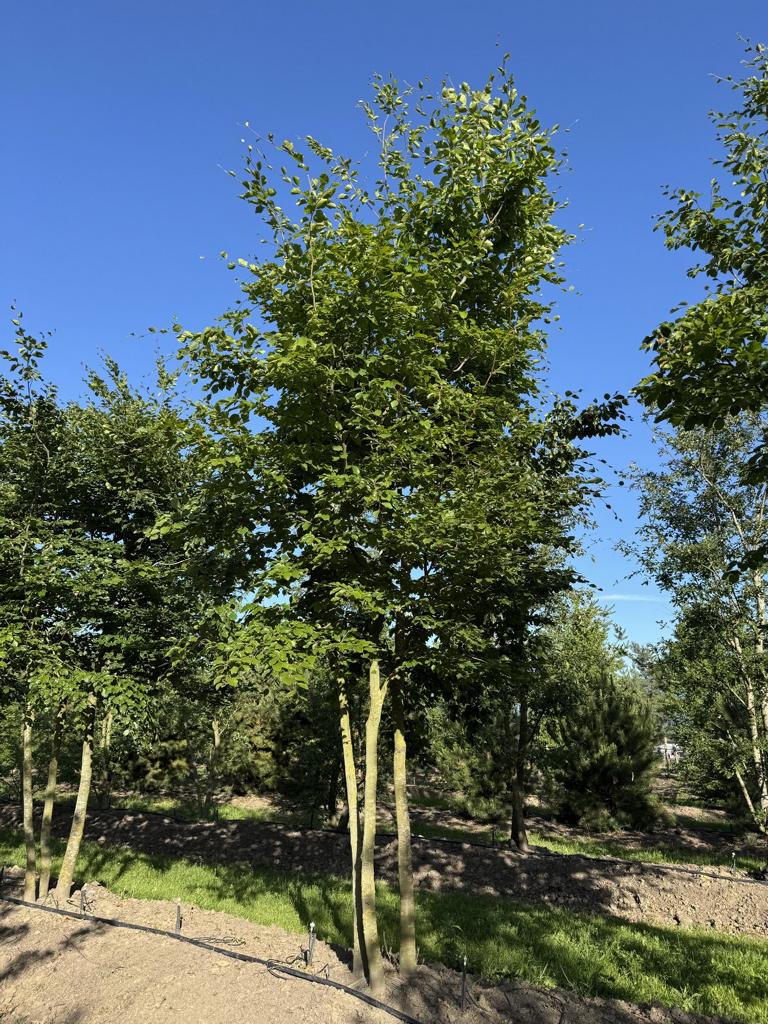 Fagus sylvatica