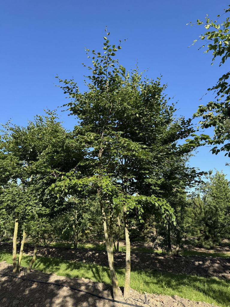 Fagus sylvatica