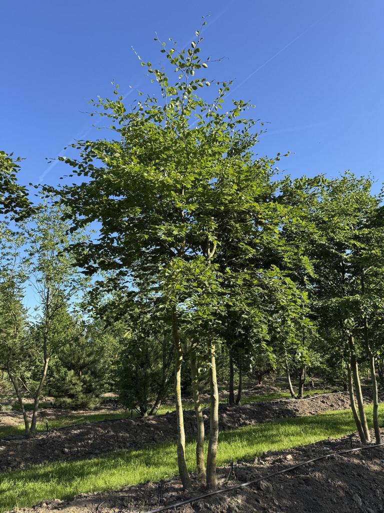 Fagus sylvatica