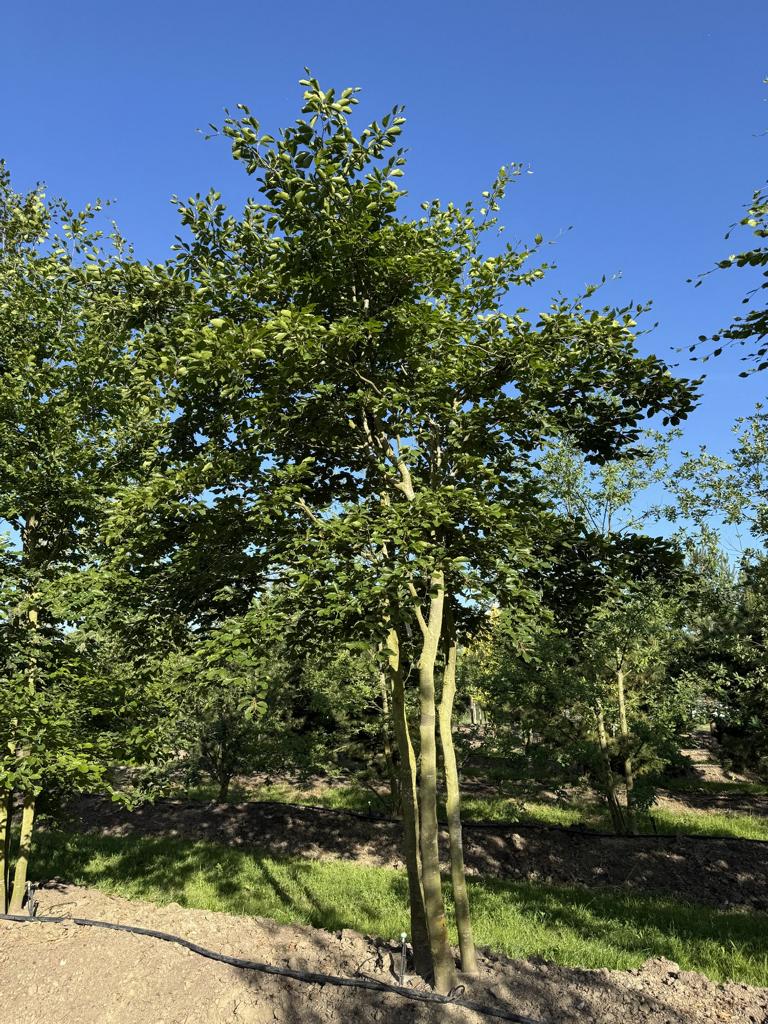 Fagus sylvatica