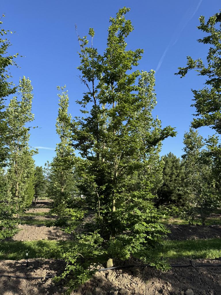 Fagus sylvatica