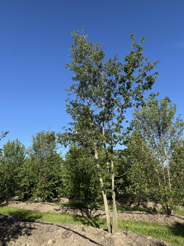Quercus cerris