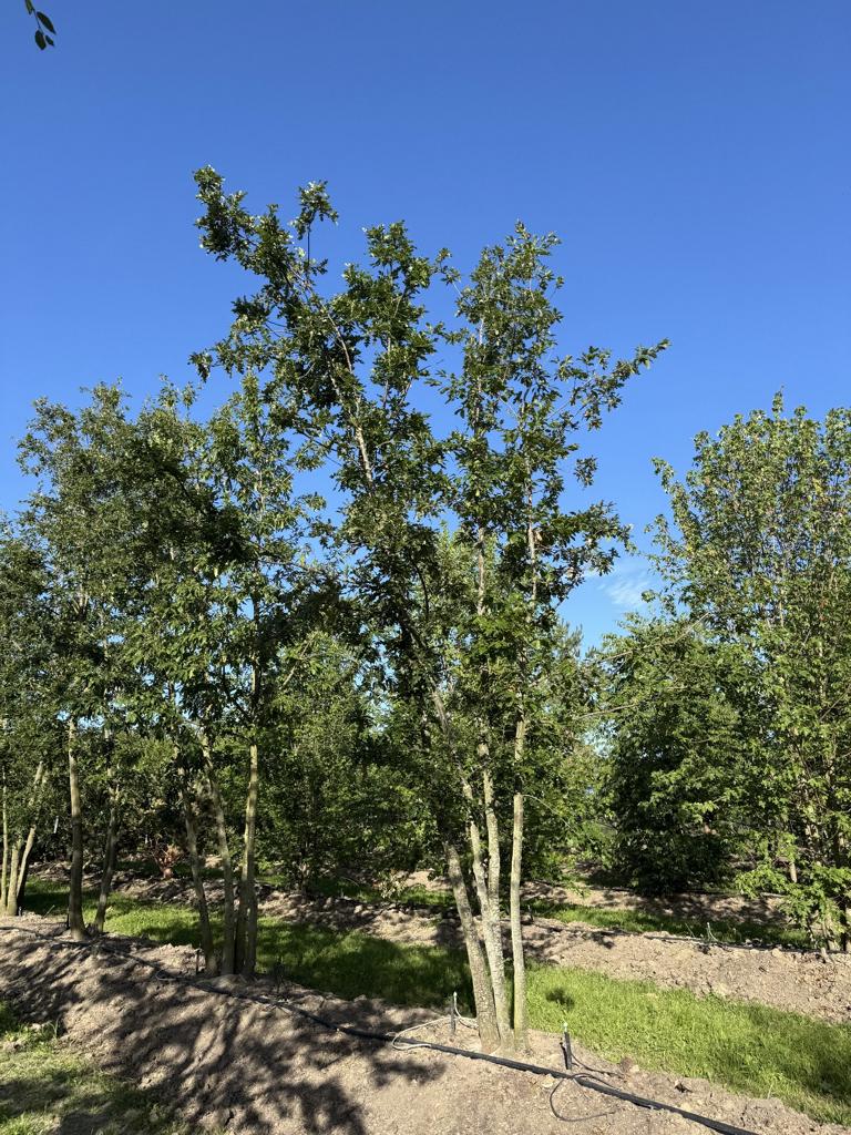Quercus cerris