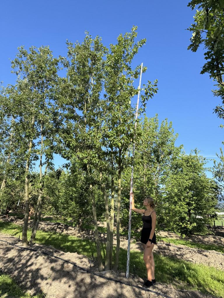 Quercus cerris