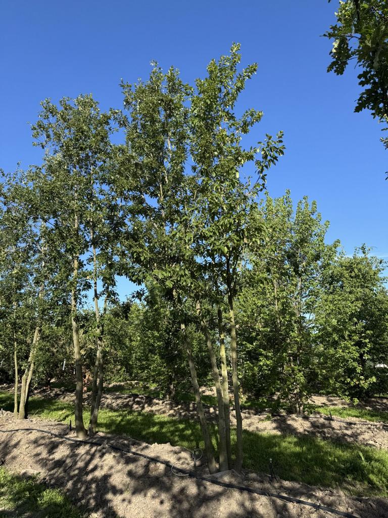 Quercus cerris