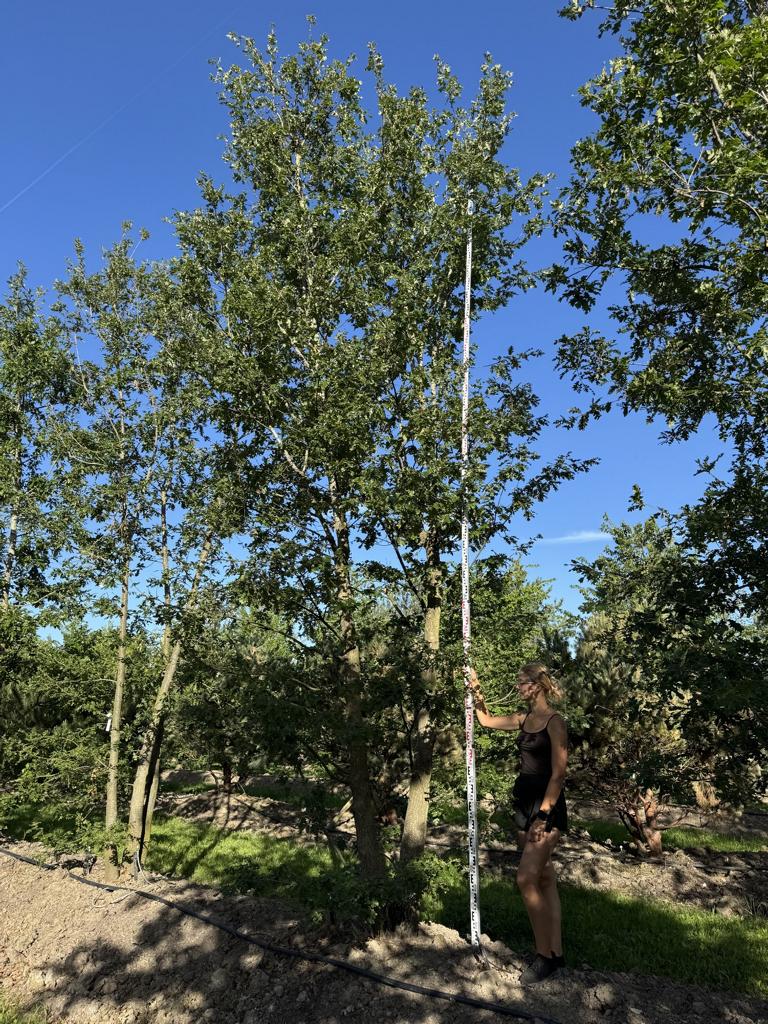 Quercus cerris