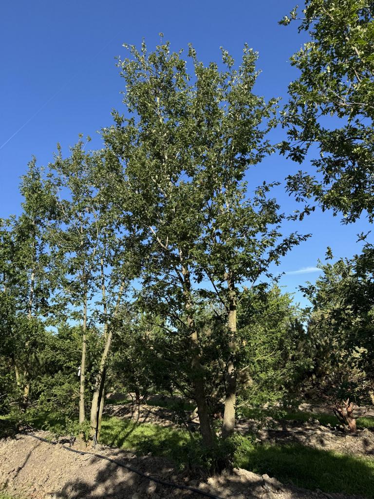 Quercus cerris