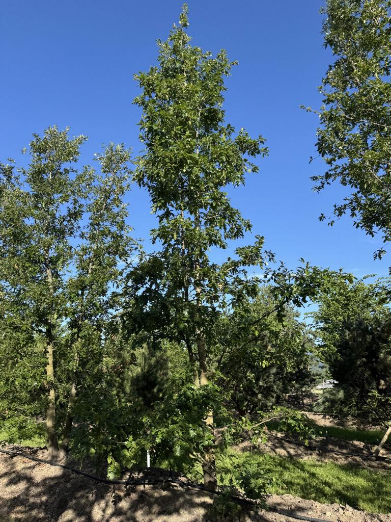 Quercus cerris