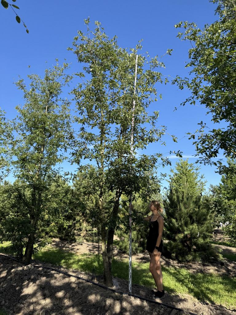 Quercus cerris