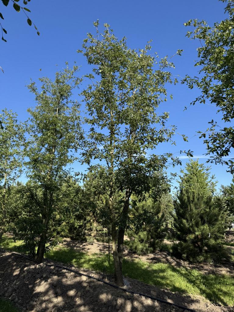 Quercus cerris