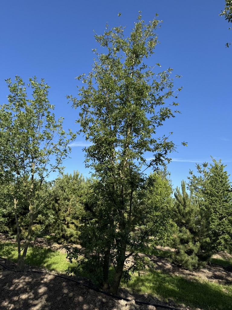 Liriodendron tulipifera 'Fastigiatum'