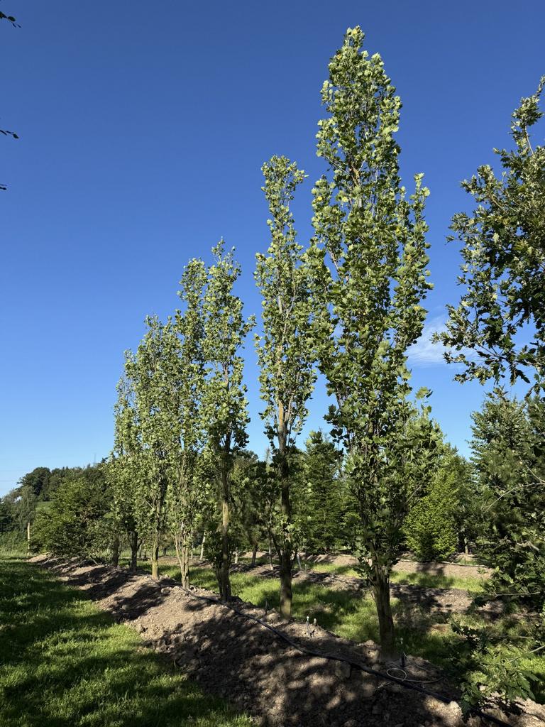 Liriodendron tulipifera 'Fastigiatum'