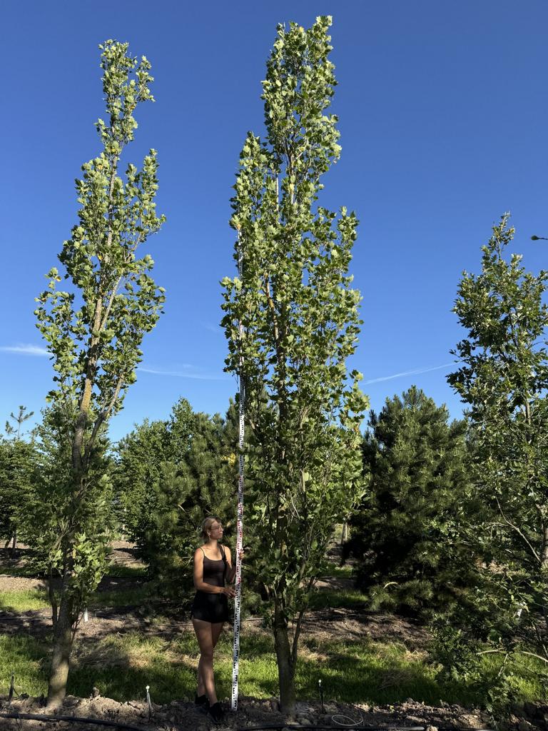 Liriodendron tulipifera 'Fastigiatum'