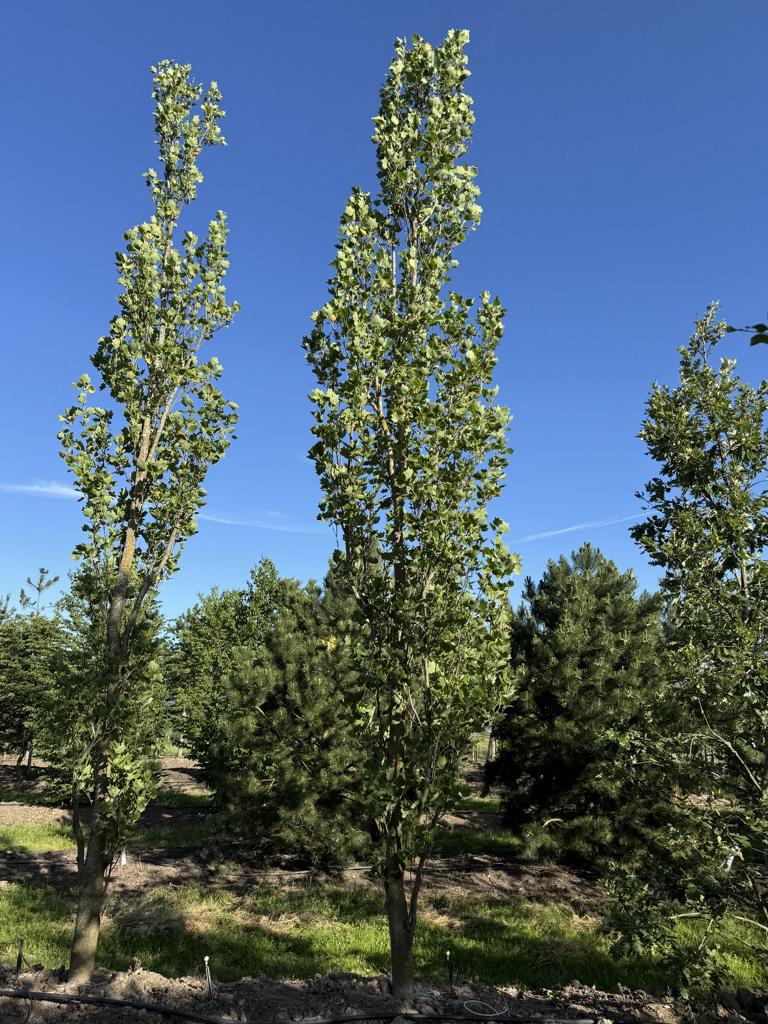 Liriodendron tulipifera 'Fastigiatum'