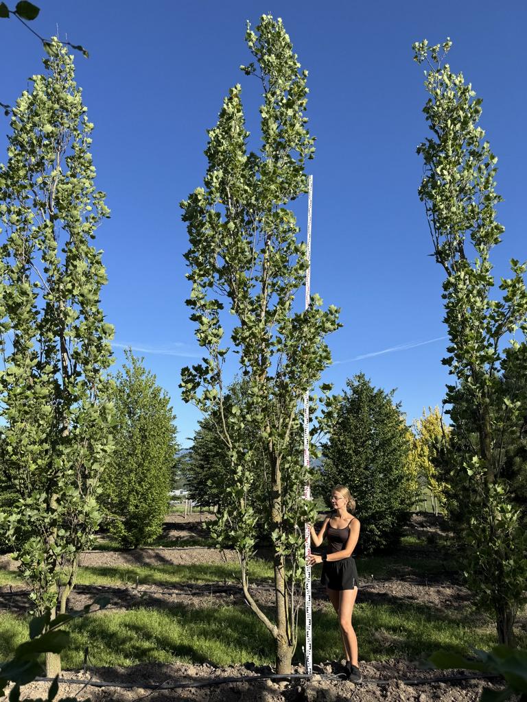 Liriodendron tulipifera 'Fastigiatum'