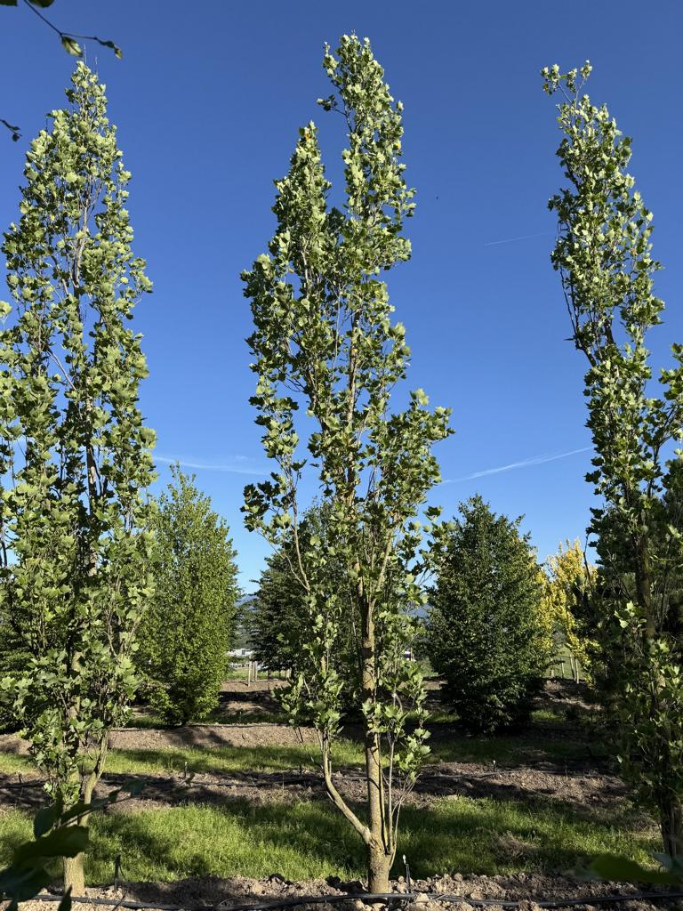 Liriodendron tulipifera 'Fastigiatum'