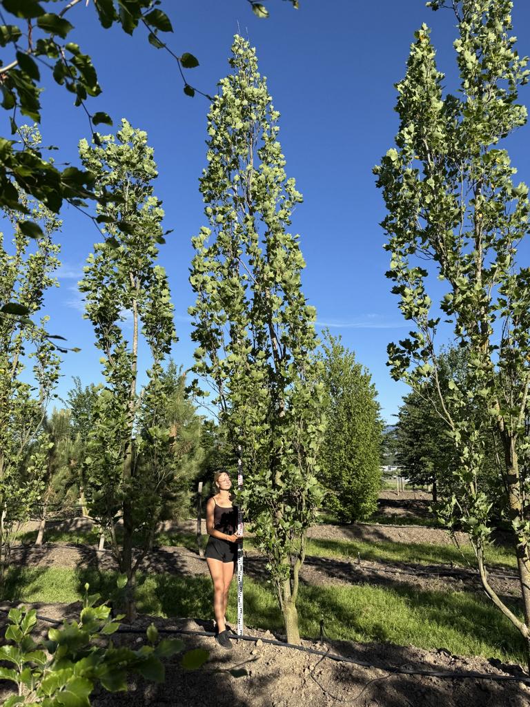 Liriodendron tulipifera 'Fastigiatum'