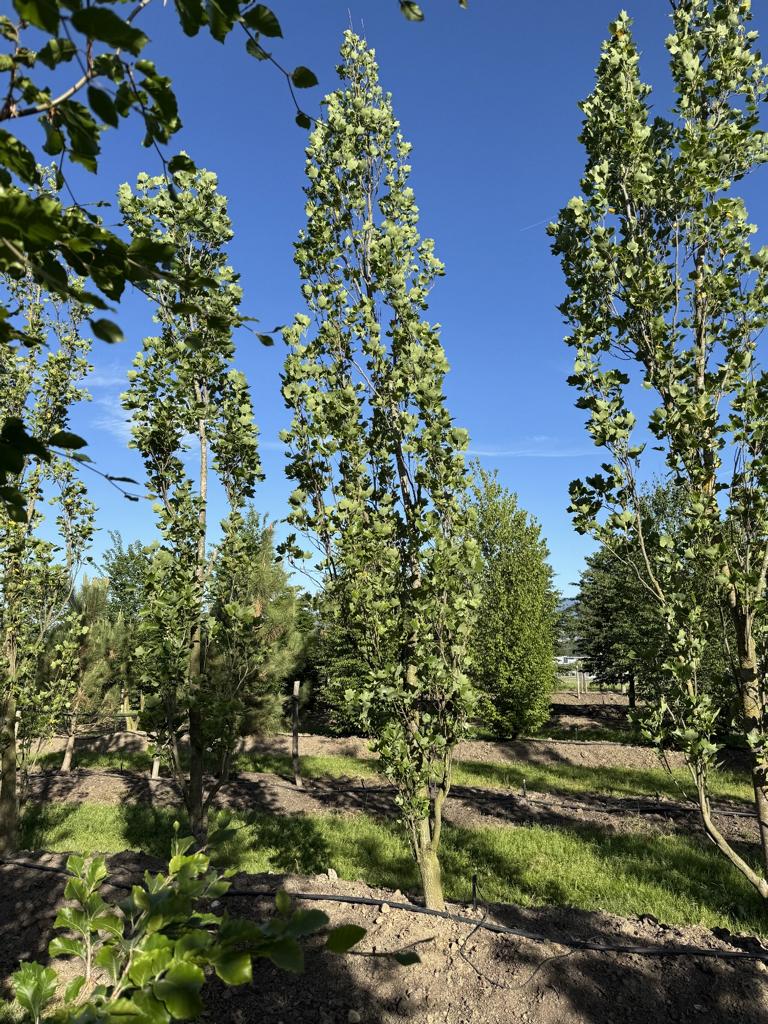 Liriodendron tulipifera 'Fastigiatum'