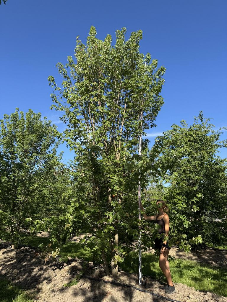 Acer freemanii (x) 'Autumn Blaze'