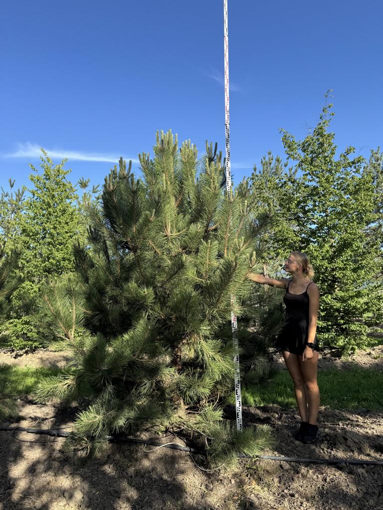 Pinus nigra subsp. nigra