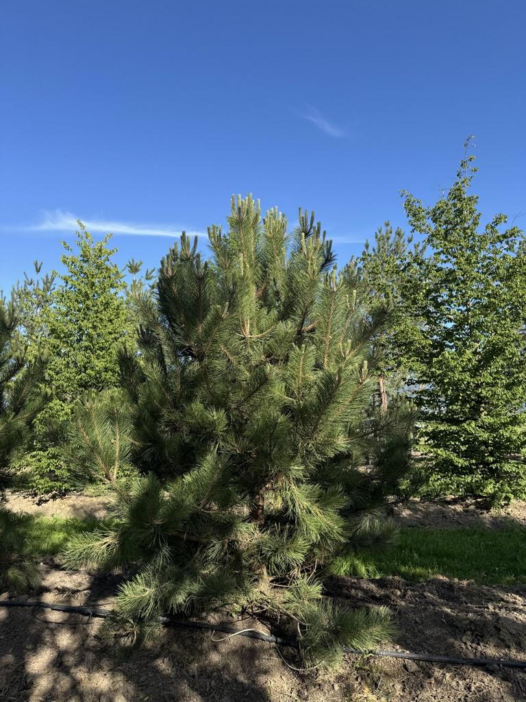 Pinus nigra subsp. nigra