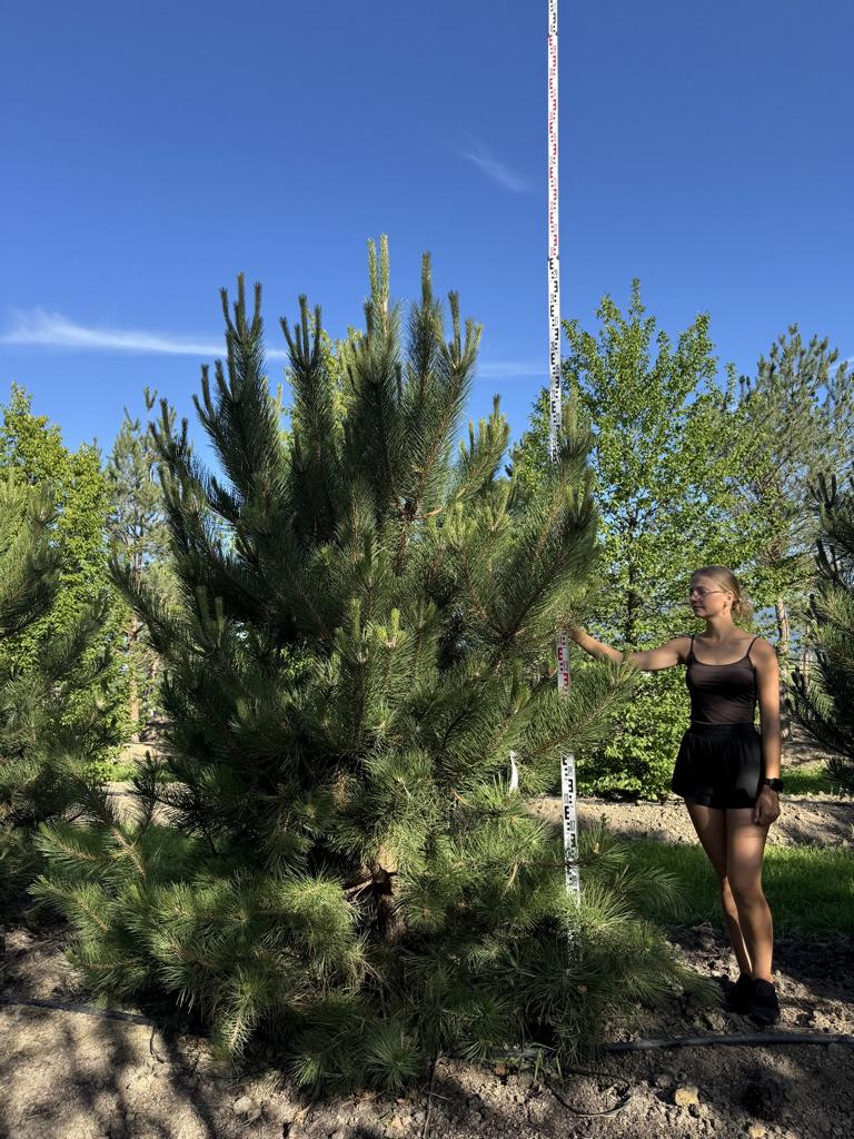 Pinus nigra subsp. nigra