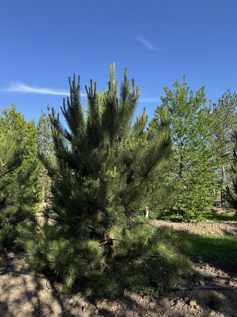 Pinus nigra subsp. nigra