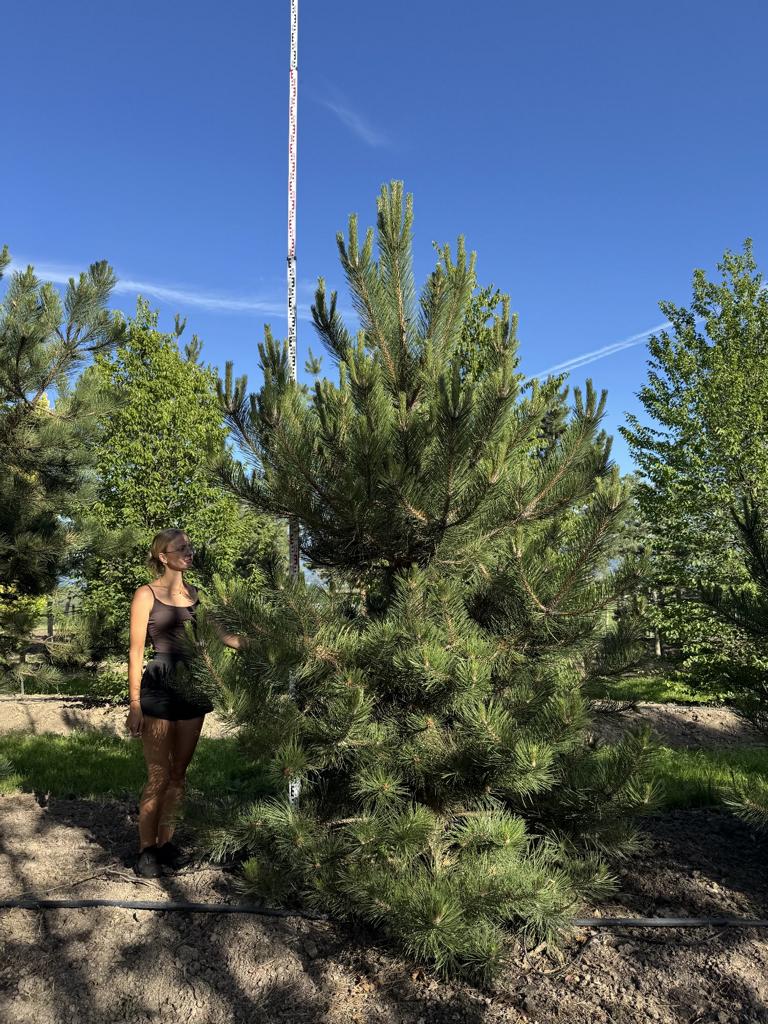Pinus nigra subsp. nigra